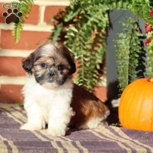 Queenie, Shih Tzu Puppy